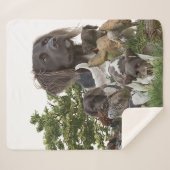 小型ムンスターランダー シェルパブランケット (正面(横))