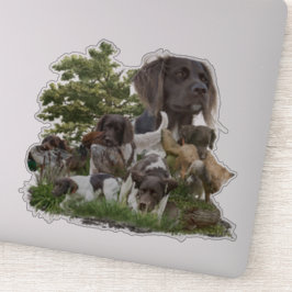 小型ムンスターランダー シール