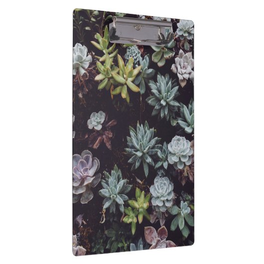 小型多汁性植物の類別 クリップボード (右)