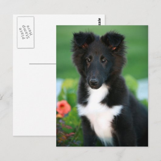 小型衝突 ポストカード (正面/裏面)