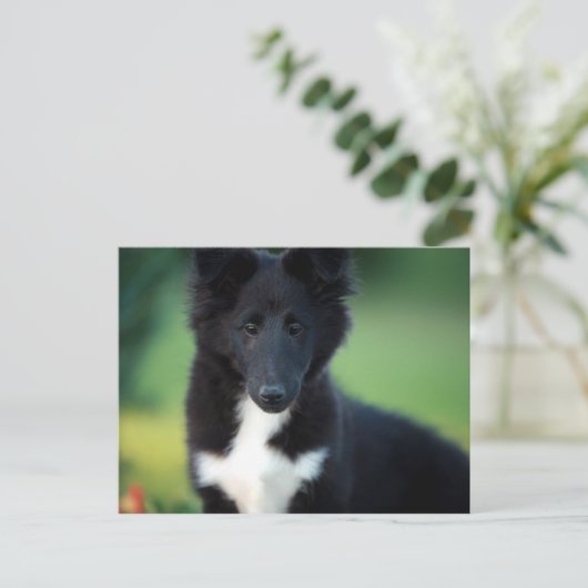 小型衝突 ポストカード (スタンド正面)