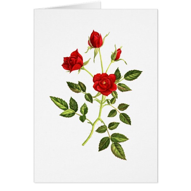 小型赤いバラ (正面)