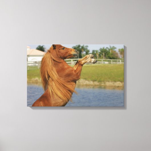 小型馬の飼育 キャンバスプリント (正面)