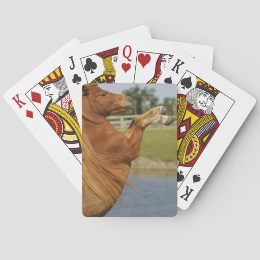 小型馬の飼育 トランプ (裏面)