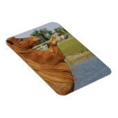 小型馬の飼育 マグネット (右側)