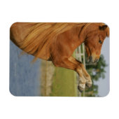 小型馬の飼育 マグネット (横)