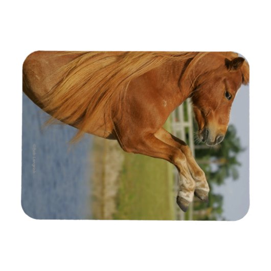 小型馬の飼育 マグネット (横)