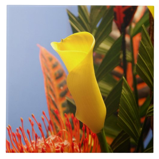 小型黄色いオランダカイウユリ タイル (正面)