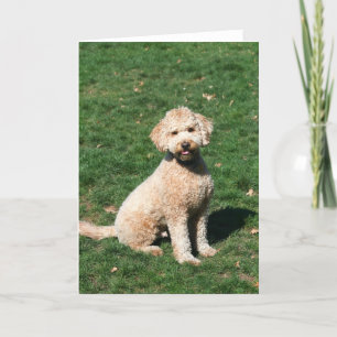 小型Goldendoodleの子犬の挨拶状 カード