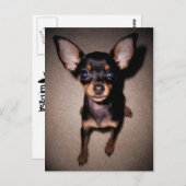 小型pinscher. ポストカード (正面/裏面)