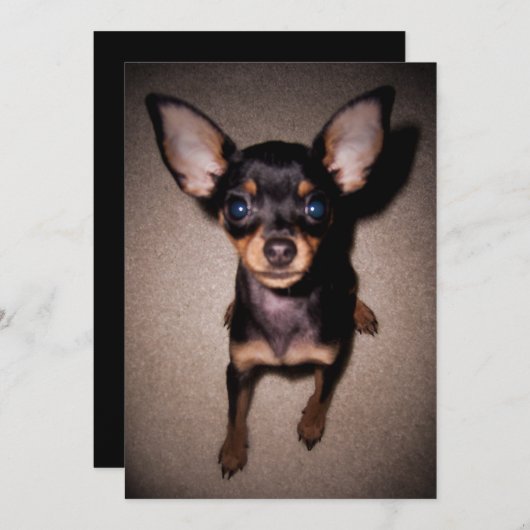小型pinscher. 招待状 (正面/裏面)