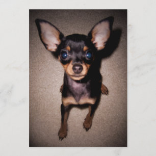 小型pinscher. 招待状