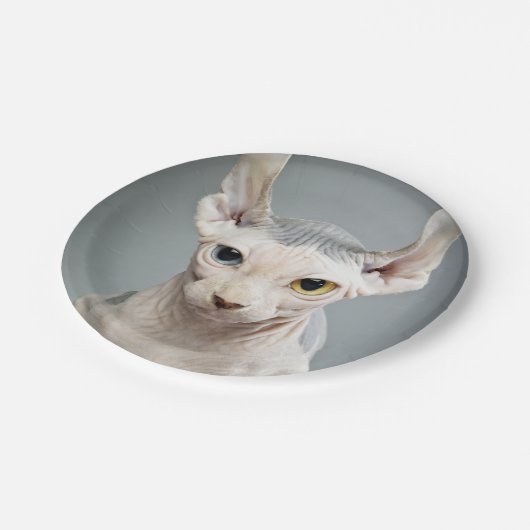 小妖精や小人のスフィンクス猫の写真のイメージ ペーパープレート (アングル)