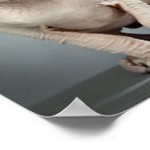 小妖精や小人スフィンクス猫の写真 ポスター (角)