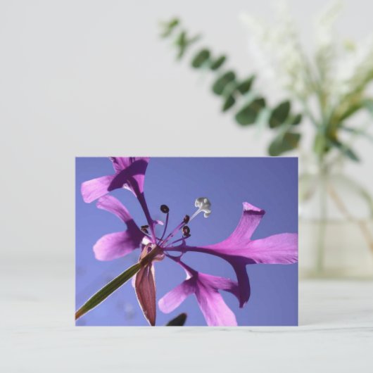 小妖精 ポストカード (スタンド正面)