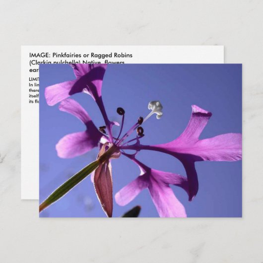 小妖精 ポストカード (正面/裏面)