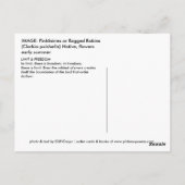 小妖精 ポストカード (裏面)