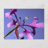 小妖精 ポストカード (正面)