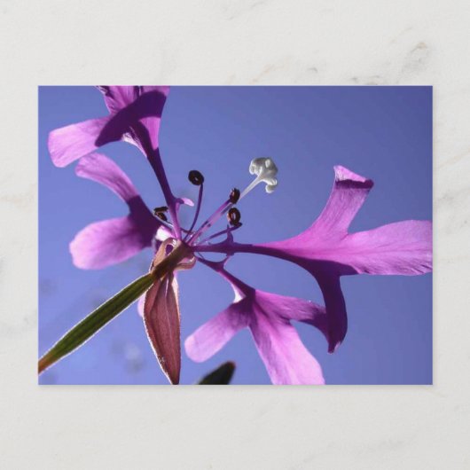 小妖精 ポストカード (正面)