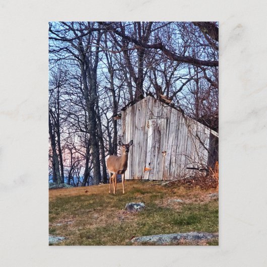 小屋の近くに立つ鹿 ポストカード (正面)