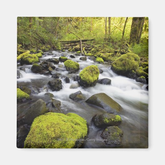 小川の岩に覆われた苔で流れる水 マグネット (正面)