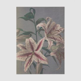 小川一真作の「リリー」 薄葉紙