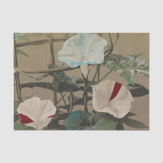 小川数馬による「朝顔」 薄葉紙 (正面)