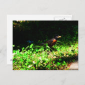 小当たり葉書 ポストカード (正面/裏面)