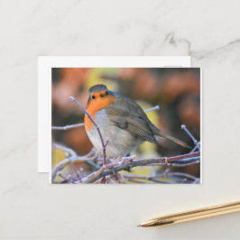 小枝にロビン霜の降りたグ ポストカード