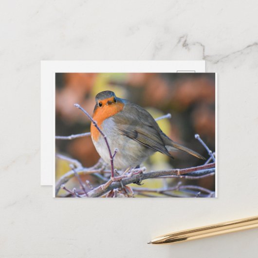 小枝にロビン霜の降りたグ ポストカード (正面/裏面インサイチュ)