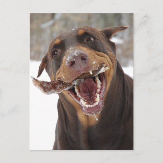 小枝 ポストカード (正面)