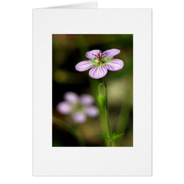 小柄い紫色の花 (正面)