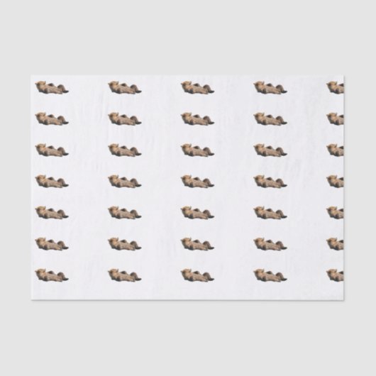 小熊と白いカスタムな10lbティッシュペーパー 薄葉紙 (正面)