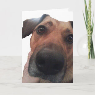 小犬こんにちは カード