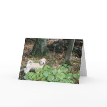 小犬のバースデー・カード