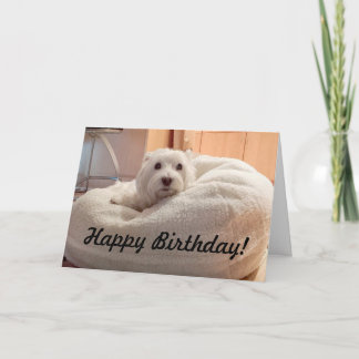 小犬のベッドのハッピーバースデーカードのかわいいWestie カード