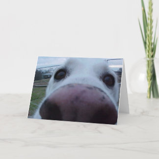 小犬の顔 カード