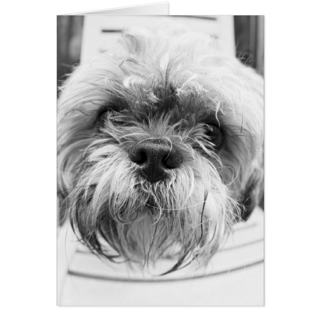 小犬カード (正面)