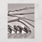 小石と流木 ポストカード (正面)