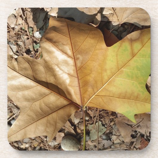 小石と葉 コースター (正面)