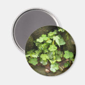 小緑 マグネット (正面/裏面)