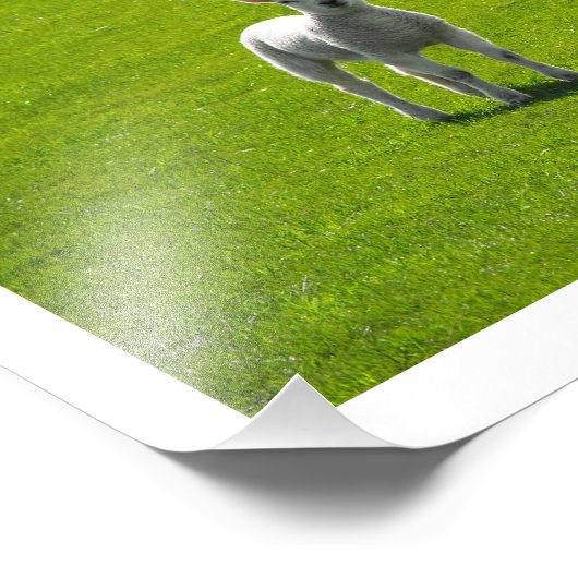 小羊 フォトプリント            (角)