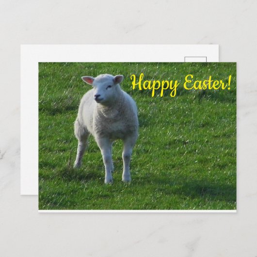 小羊 ポストカード (正面/裏面)