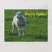 小羊 ポストカード (正面)