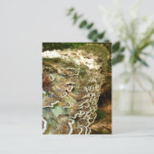 小美しい ポストカード (スタンド正面)