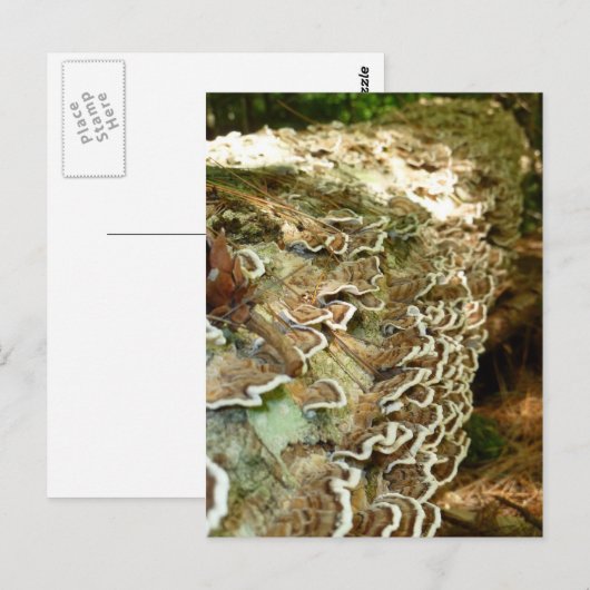 小美しい ポストカード (正面/裏面)