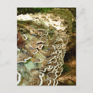 小美しい ポストカード