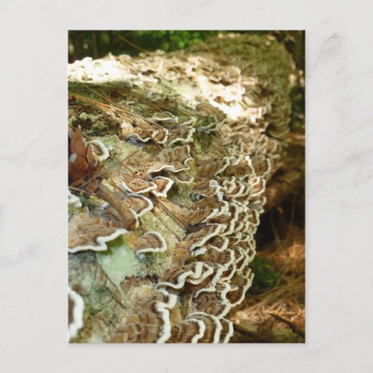 小美しい ポストカード (正面)