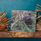 小蛙 フォトプラーク (側面)