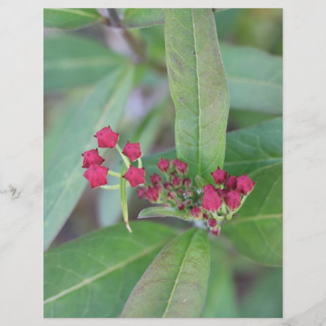 小規模春開花 (正面)